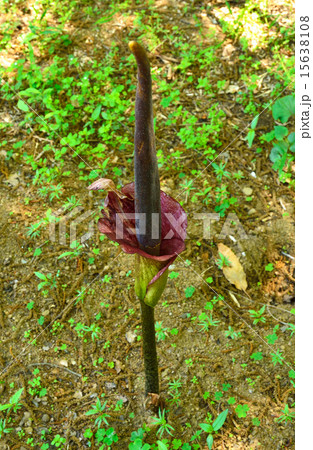 植物 コンニャクの花 サトイモ科の写真素材