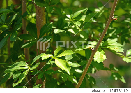 植物：ウコギ　ウコギ科 15638119