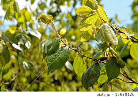 樹木：テンダイウヤク　クスノキ科 15638126