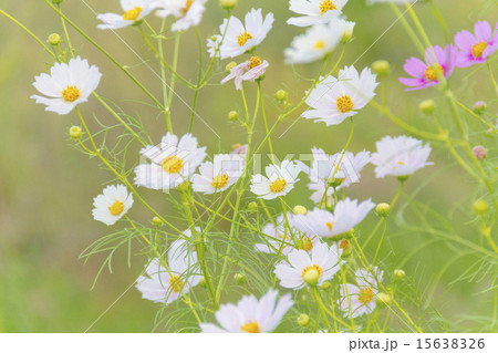 秋桜 15638326