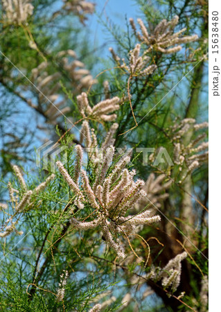 樹木：ギョリュウ　ギョリュウ科 15638480