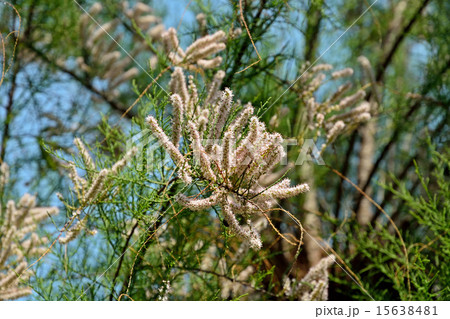 樹木：ギョリュウ　ギョリュウ科 15638481