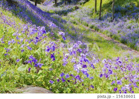 だいこんの花 15638601