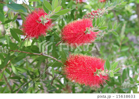 ブラシノキの花 15638633