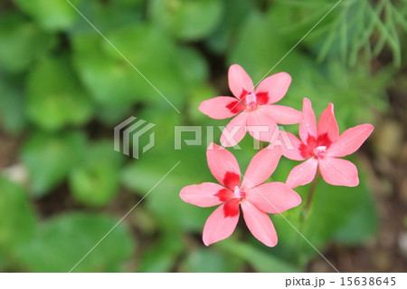 ヒメヒオウギ ヒメヒオウギ 15638645