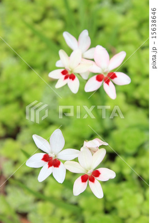 ヒメヒオウギ 15638646