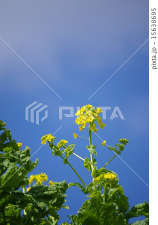 菜の花 15638695