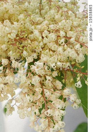 ピンポンノキ　花 15638865