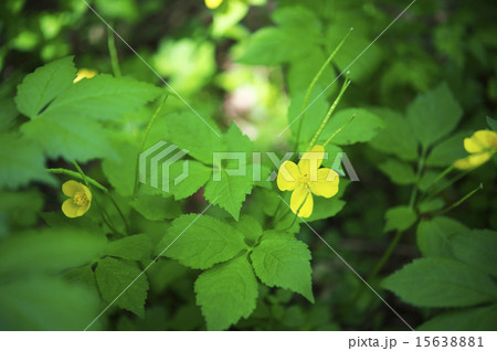 レンゲショウマ 15638881