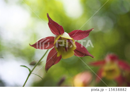 ヤマオダマキ 15638882