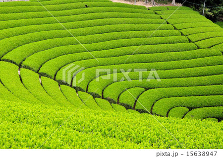 宇治茶の郷 和束の茶畑の写真素材