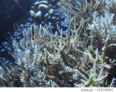 沖縄・西表島の枝サンゴに群れる熱帯魚の子供 沖縄・西表島の枝サンゴに群れる熱帯魚の子供 15638981