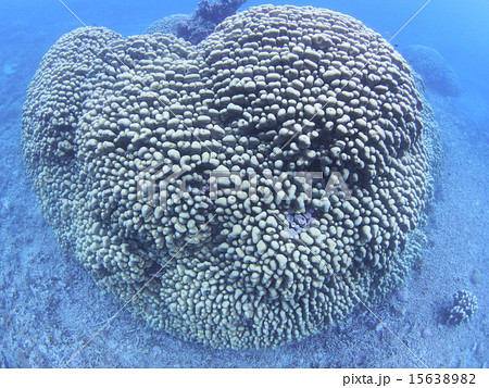 沖縄・西表島の巨大なブツブツサンゴ 沖縄・西表島の巨大なブツブツサンゴ 15638982