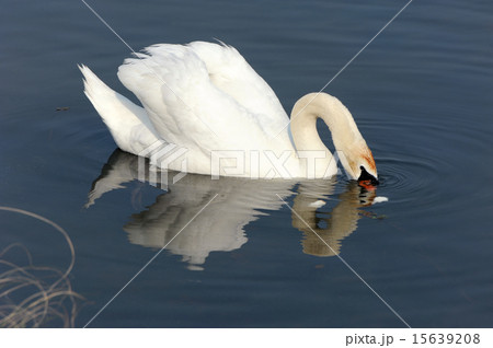 白鳥 白鳥 15639208