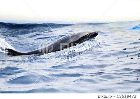 気持ちよさそうに泳ぐイルカ 15639472