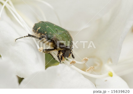ハナムグリ ハナムグリ 15639620