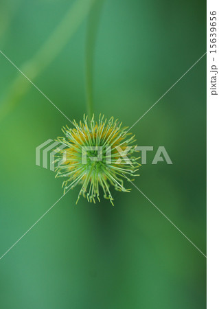 狐の牡丹　キツネノボタンと申します。 15639656