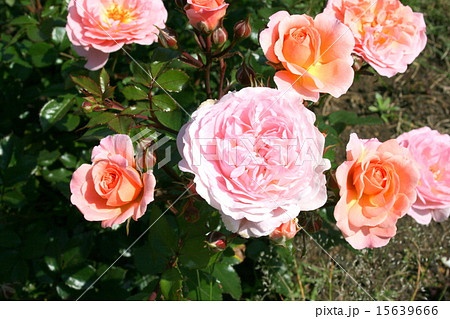 横須賀ヴェルニー公園のバラ園を訪れて 15639666