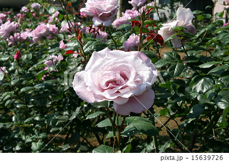 横須賀ヴェルニー公園のバラ園を訪れて 15639726