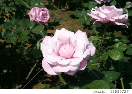 横須賀ヴェルニー公園のバラ園を訪れて 15639727