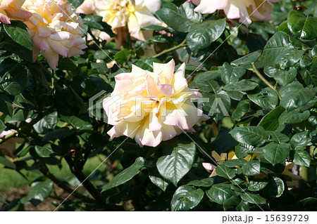 横須賀ヴェルニー公園のバラ園を訪れて 15639729