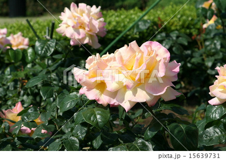 横須賀ヴェルニー公園のバラ園を訪れて 15639731