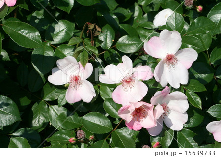 横須賀ヴェルニー公園のバラ園を訪れて 15639733