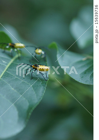 黄腹縁亀虫 キバラヘリカメムシと申します。 黄腹縁亀虫 キバラヘリカメムシと申します。 15639736
