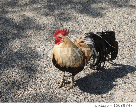 神の使い 15639747