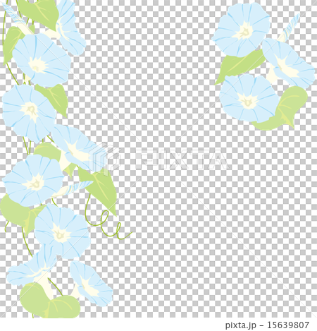 朝顔 15639807