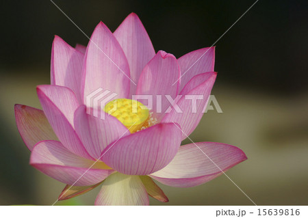ハスの花 15639816