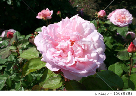 横須賀ヴェルニー公園のバラ園を訪れて 15639893