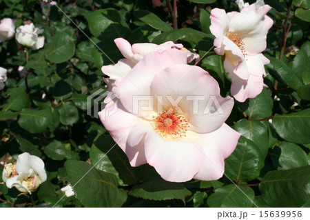 横須賀ヴェルニー公園のバラ園を訪れて 15639956