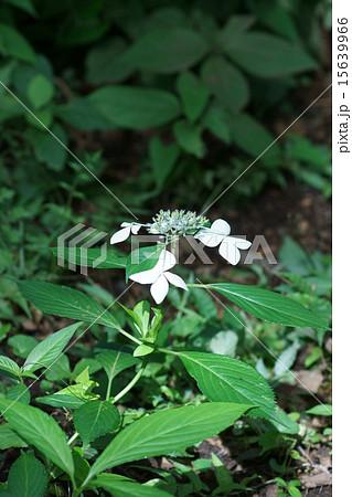 草紫陽花　クサアジサイと申します。 15639966