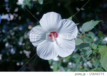 草芙蓉　アメリカフヨウと呼ばれています。 15640775