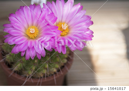 サボテンの花　ピンク 15641017