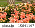 バラの園 15641197