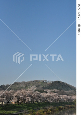 一目千本桜と船岡城址 一目千本桜と船岡城址 15641578