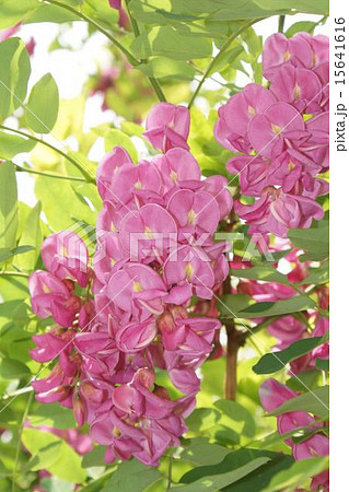 フジノハナ　桃色　03 15641616