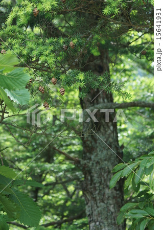 米栂　コメツガと申します。 15641931