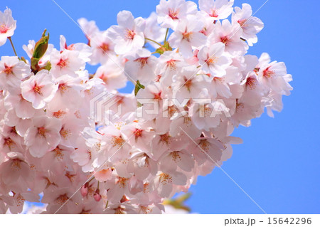 桜の花 桜の花 15642296