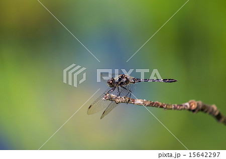 黒いアカトンボ 黒いアカトンボ 15642297