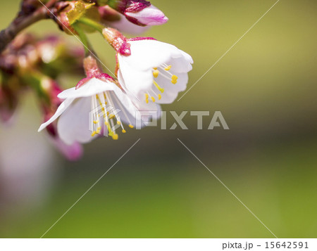 チシマザクラ(赤・咲きかけ二輪) チシマザクラ(赤・咲きかけ二輪) 15642591