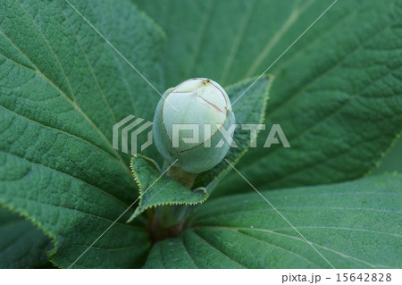 瓔珞玉紫陽花 ヨウラクタマアジサイと申します の写真素材 瓔珞玉紫陽花 ヨウラクタマアジサイと申します の写真素材