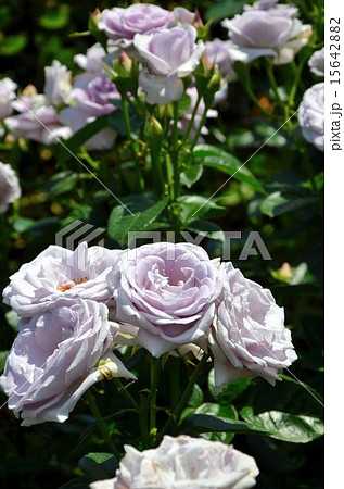 バラ　品種：ブルー バユー 15642882