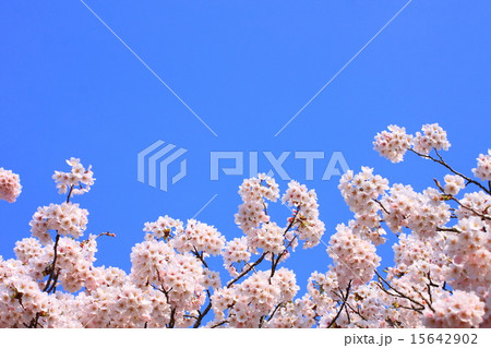 桜の花 15642902