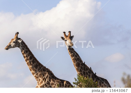 Giraffes Wildlife 15643067