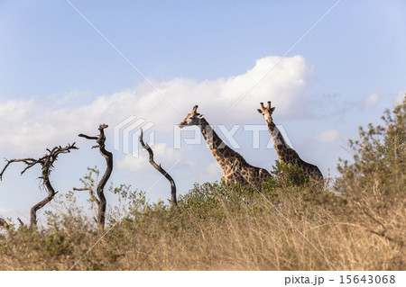 Giraffes Two Wildlife Giraffes Two Wildlife 15643068