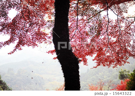 風景 風景 15643322