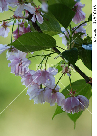 桜 15643536